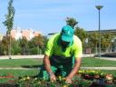 Cambiando Flor de temporada Valdemoro (España).jpg